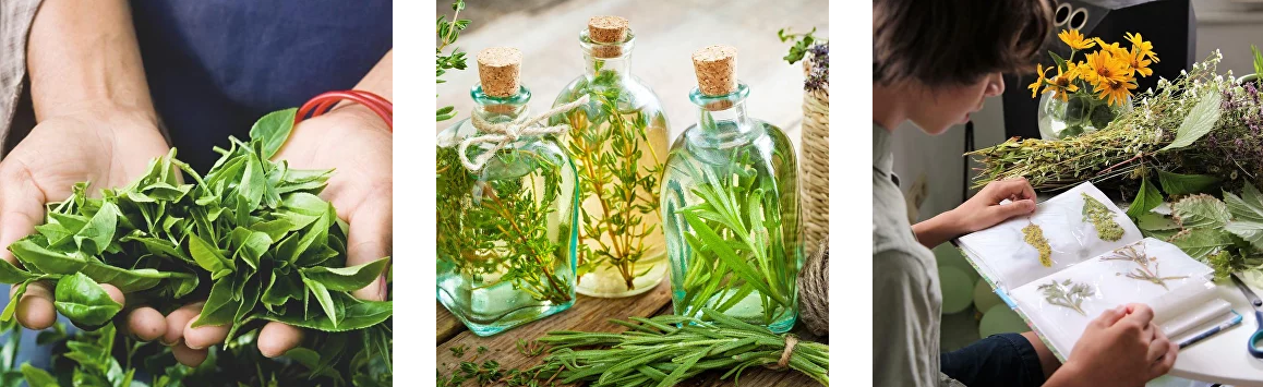 [Елена Корсун] Травы для реализации личности (2022_0.png